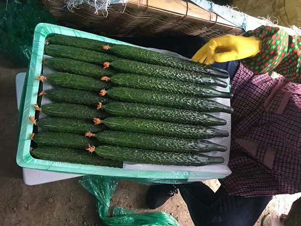 河北地区黄瓜种植区
